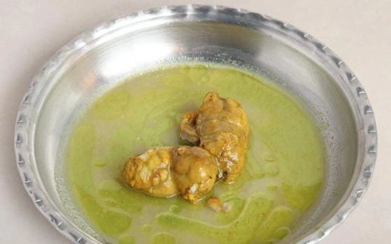 مغز