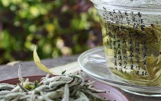 چای سفید ( کاملیا )