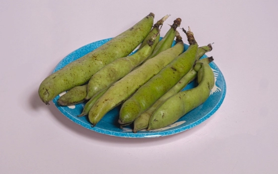 باقالی تر