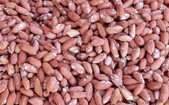 بادام زمینی