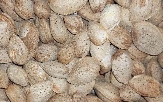 بادام منقا